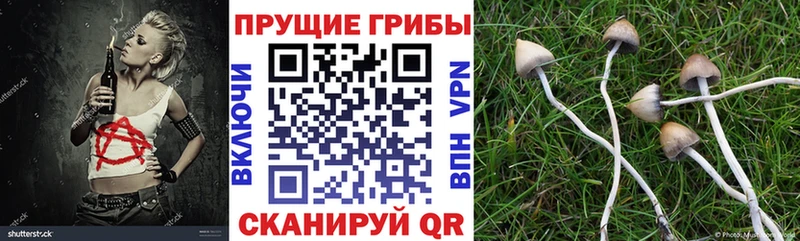 Псилоцибиновые грибы Psilocybine cubensis  Купить  Хадыженск 